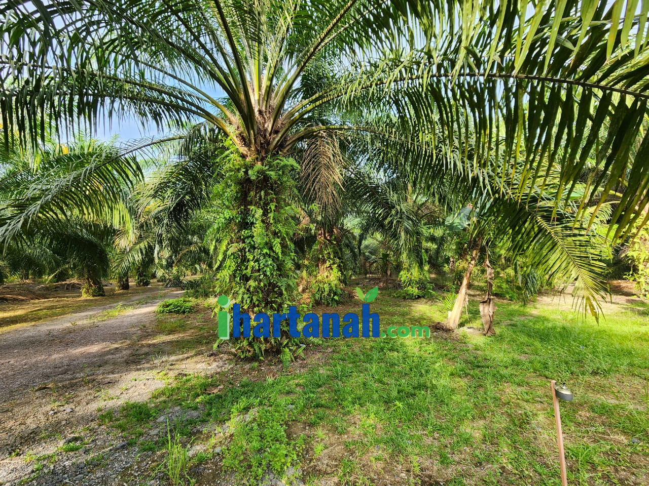 Kuala Selangor : Tanah Sawit & Rumah