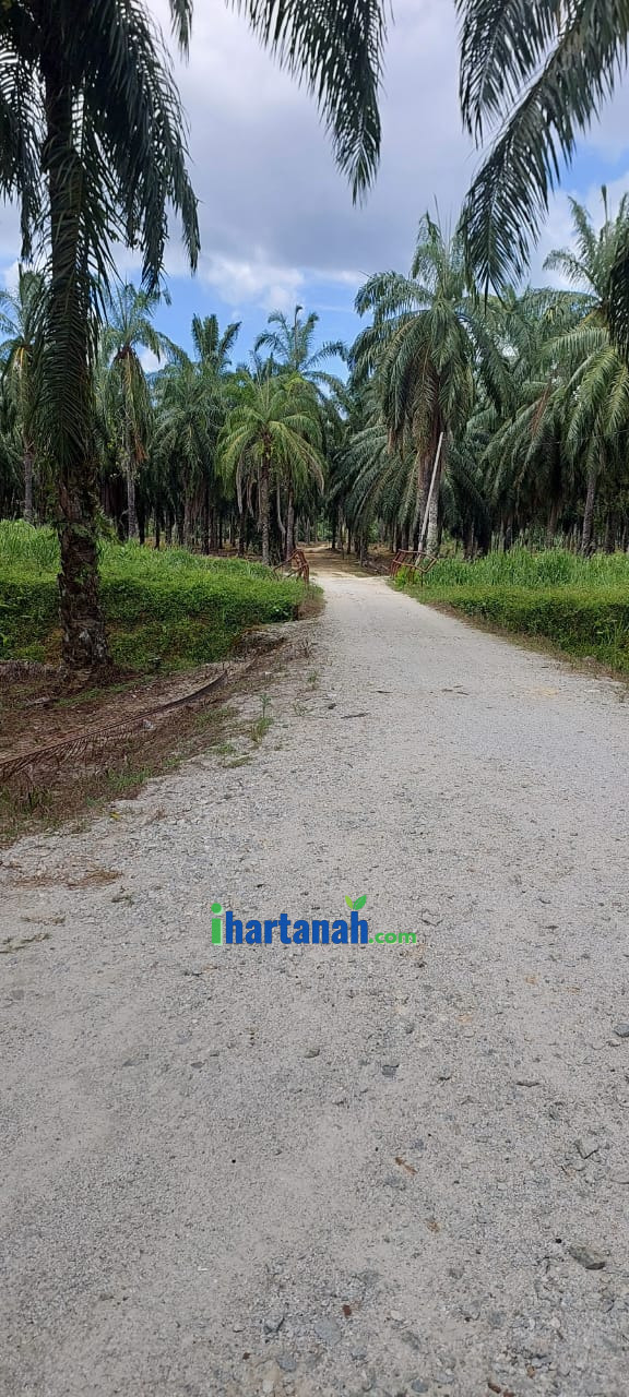 Tanah Sawit Redang Panjang, Selama, Perak