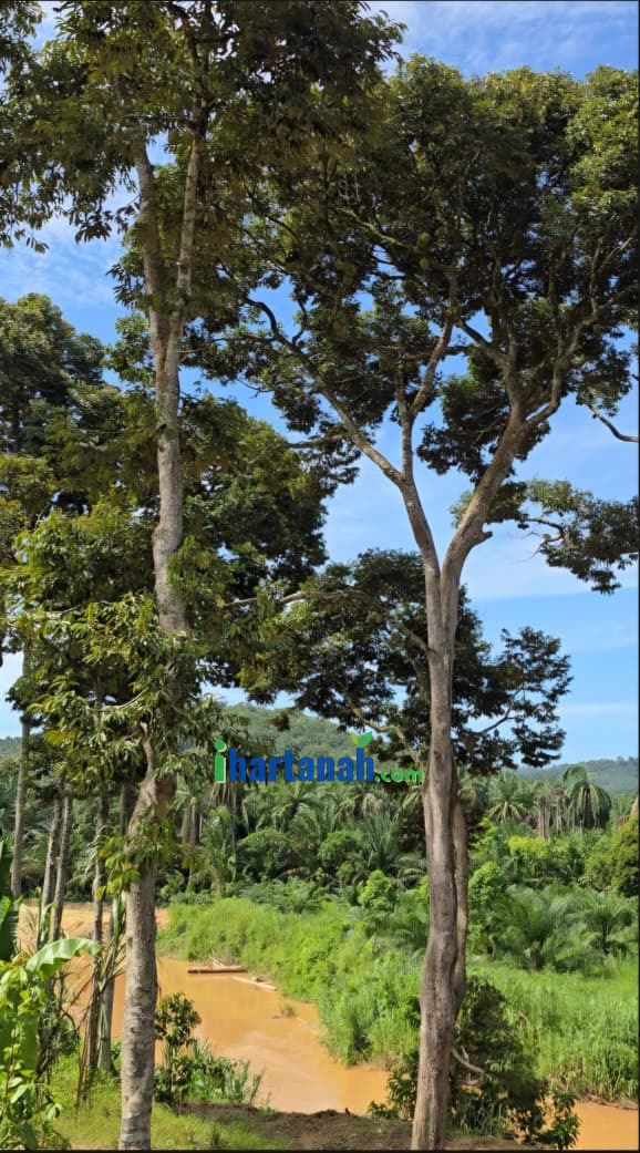 Tanah Sawit Redang Panjang, Selama, Perak
